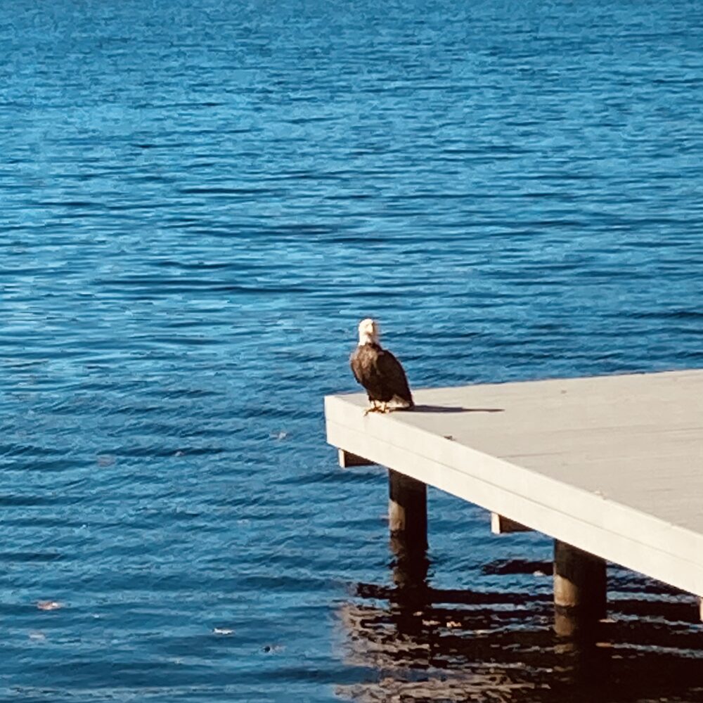A bald eagle perched on the corner of a dock on Swan Lake
