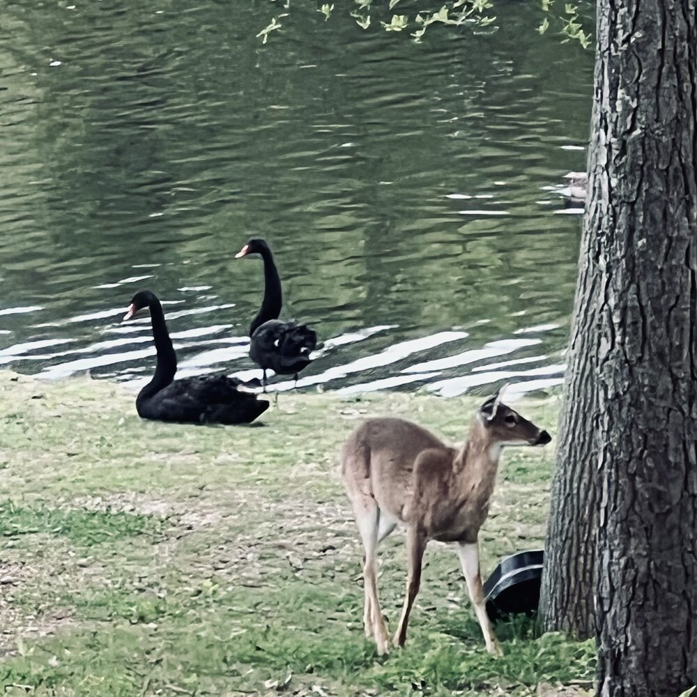 A white-tailed deer standing on the grassy bank with two black swans resting at the water's edge